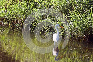 Great Indian Snowy Egret