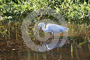 Great Indian Snowy Egret