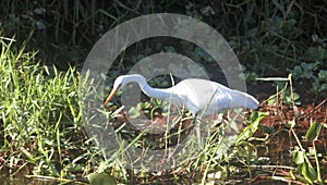 Great Indian Snowy Egret