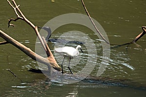 Great Indian White Cattle Egret waiting for a catch in lake water, India