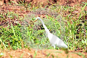 Great Indian White Egret