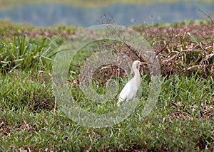 Great Indian White Egret