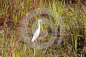 Great Indian White Egret in Wetland, India