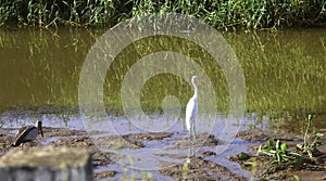 Great Indian White Egret in Wetland, India