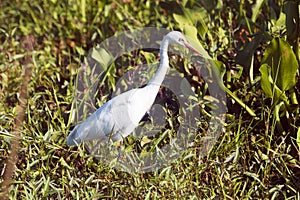 Great Indian White Egret in Wetland, India