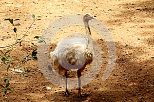 Great Indian White Ostriches