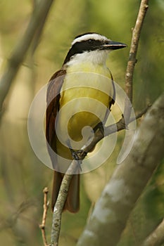 Great Kiskadee