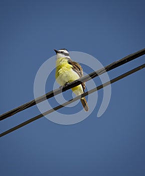 Great Kiskadee