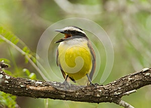 Great Kiskadee