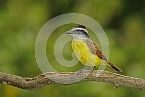 Great Kiskadee