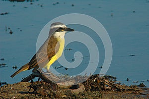 Great Kiskadee