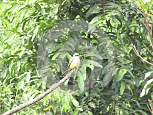 A Great kiskadee bird