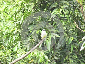 A Great kiskadee bird