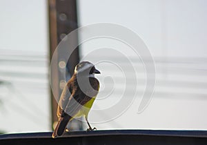 A Great kiskadee bird