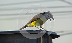 A Great kiskadee bird