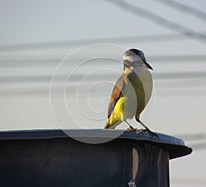 A Great kiskadee bird