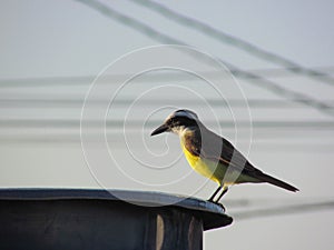 A Great kiskadee bird