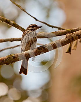 Great Kiskadee bird