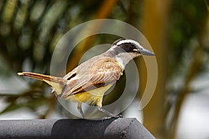 A Great Kiskadee bird facing right in a sunny day photo