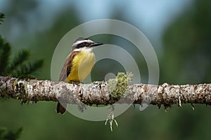 Great Kiskadee bird