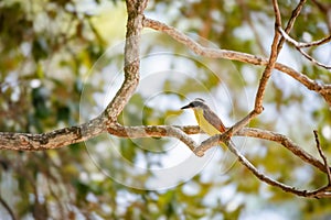 Great kiskadee bird in Trinidad and Tobago Pitangus Sulphuratus tropical