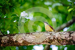 Great kiskadee bird in Trinidad and Tobago Pitangus Sulphuratus tropical