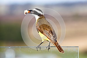 Great Kiskadee