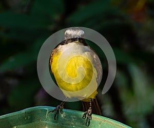 The Great Kiskadee is one of the largest and most boisterous members of the tyrant flycatch