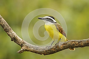 Great Kiskadee