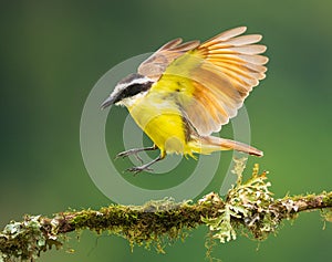 Great kiskadee perched on a branch / flying off
