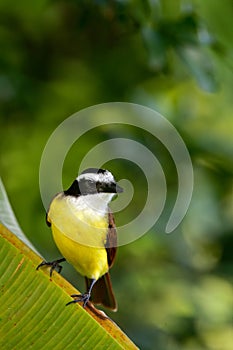 Great Kiskadee, Pitangus sulphuratus, brown and yellow tropic bird with dark green forest in the background, nature habitat, Costa