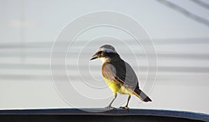 A Great kiskadee bird photo