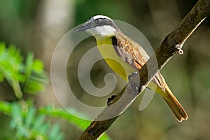 Great Kiskadee - Pitangus sulphuratus  passerine yellow and brown bird in the tyrant flycatcher family Tyrannidae, breeds in open photo