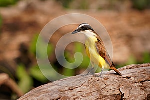 Great Kiskadee - Pitangus sulphuratus  passerine yellow, white, black and brown bird in the tyrant flycatcher family Tyrannidae, photo