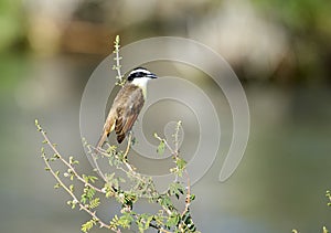 Great Kiskadee Pitangus sulphuratus perched in a small tree