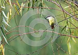 Great Kiskadee Pitangus sulphuratus perched in tree