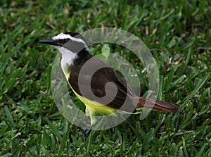 Great Kiskadee Profile photo