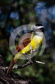 Great Kiskadee resting on a tree branch
