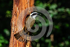 Great Kiskadee resting on a tree branch