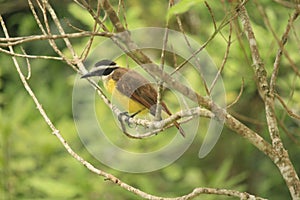 A great kiskadee resting on a tree photo