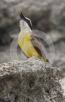 Great Kiskadee Singing