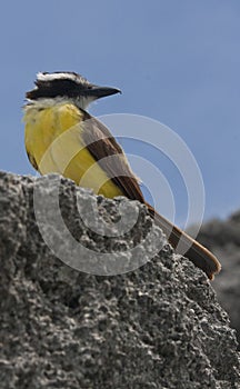 Great Kiskadee Singing