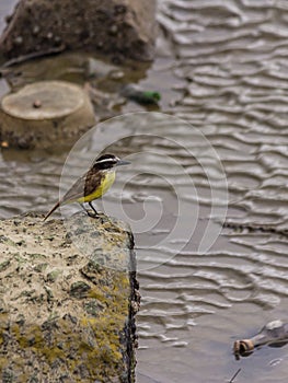 The great kiskadee sits on a large stone near the water