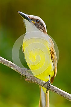 Great Kiskedee (Pitangus sulphuratus)