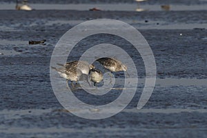 Great knot or Calidris tenuirostris observed at Akshi Beach in Alibag, India