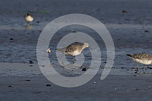 Great knot or Calidris tenuirostris observed at Akshi Beach in Alibag, India