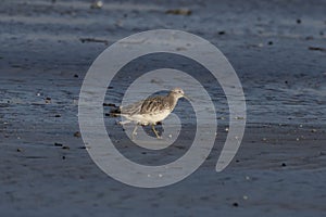 Great knot or Calidris tenuirostris observed at Akshi Beach in Alibag, India