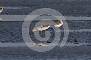 Great knot or Calidris tenuirostris observed at Akshi Beach in Alibag, India