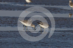 Great knot or Calidris tenuirostris observed at Akshi Beach in Alibag, India photo