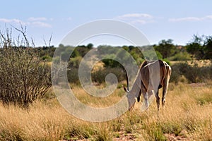 Great kudu male antelope